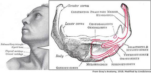 Hyoid bone